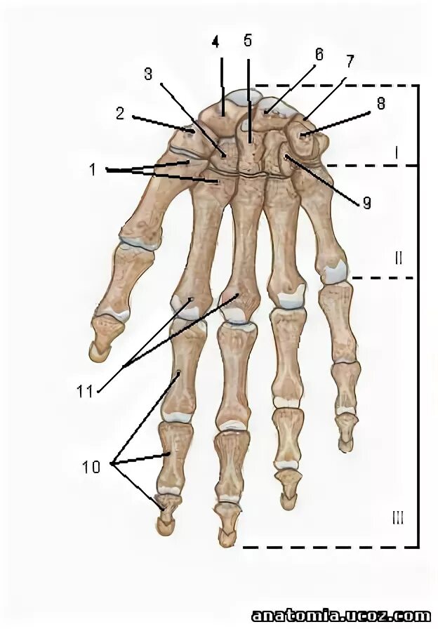 Пястная кость где находится фото Кости кисти OSSA MANUS - 21 Декабря 2009 - Анатомичный Атлас - Анатомия человека