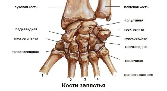 Пястная кость где находится фото Картинки ГОЛОВЧАТАЯ КОСТЬ ЗАПЯСТЬЯ