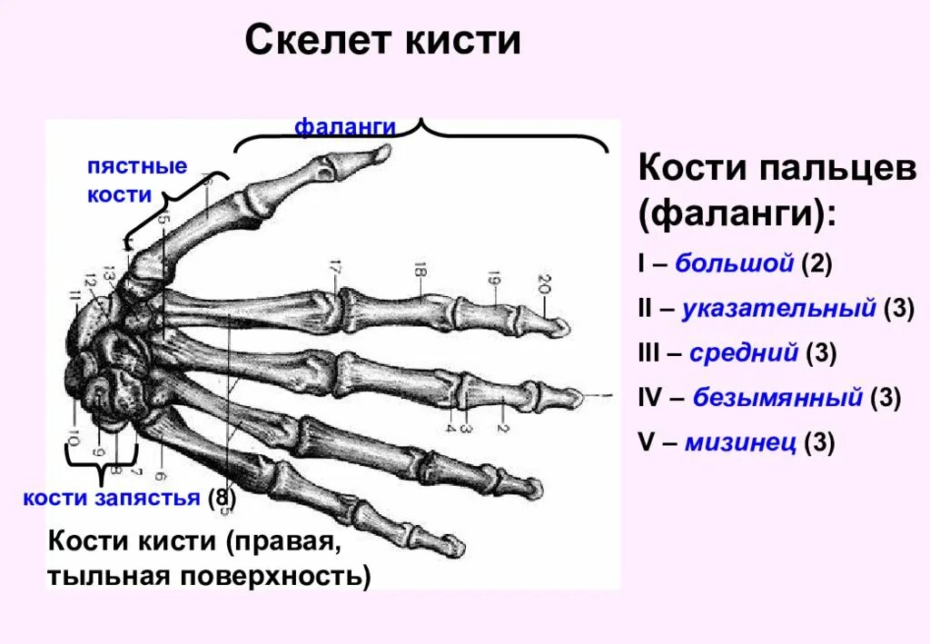 Пястная кость кисти фото Фаланги скелета