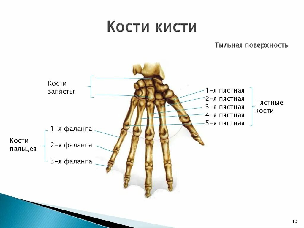 Пястная кость кисти фото Скелет кости запястья