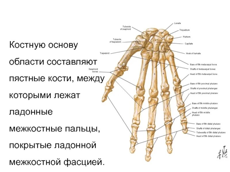 Пястная кость кисти фото Картинки ПЯСТНАЯ КОСТЬ ЛЕВОЙ КИСТИ