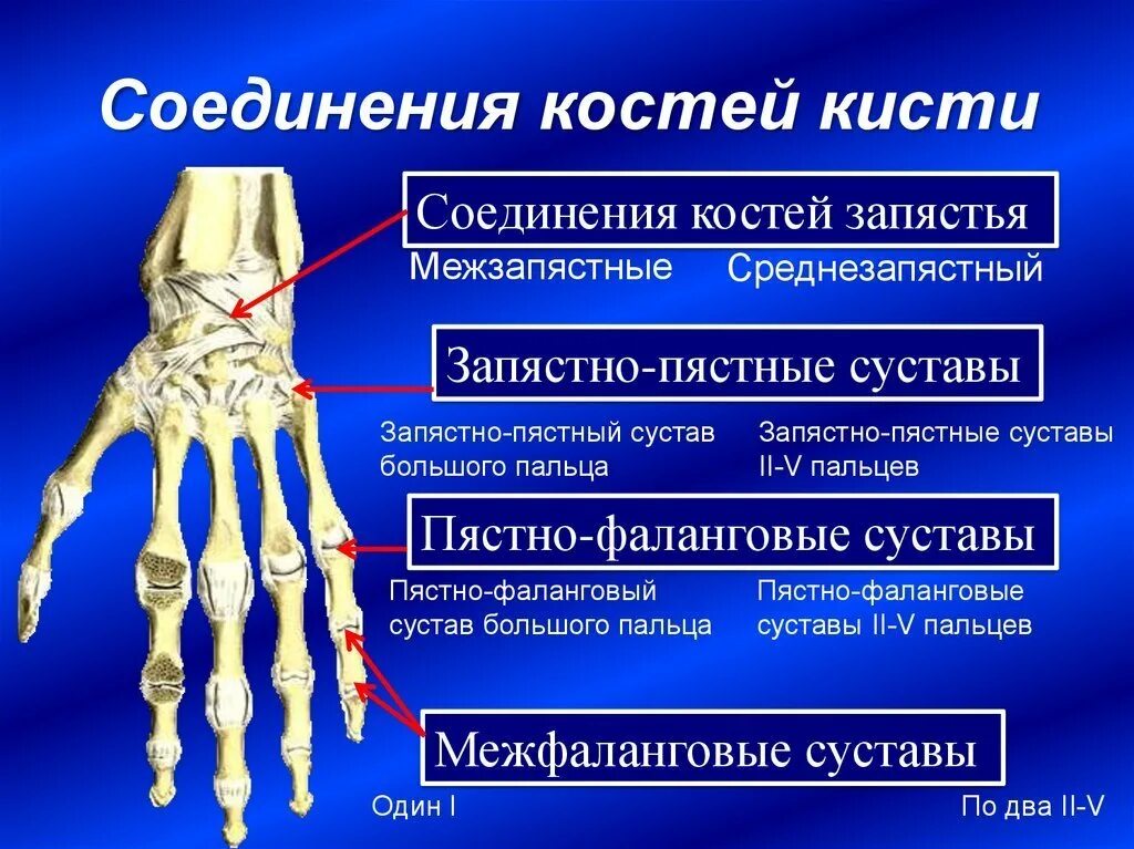 Пястная кость кисти где это фото Пястно фаланговые и межфаланговые суставы