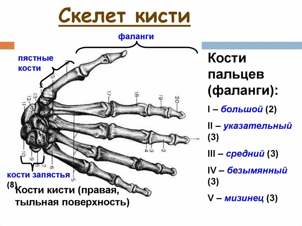 Пястная кость кисти где это фото Пястная кость правой кисти