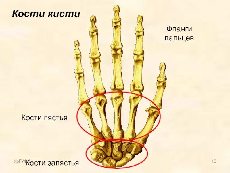 Пястная кость кисти где это фото Картинки ПЯСТНАЯ КИСТЬ