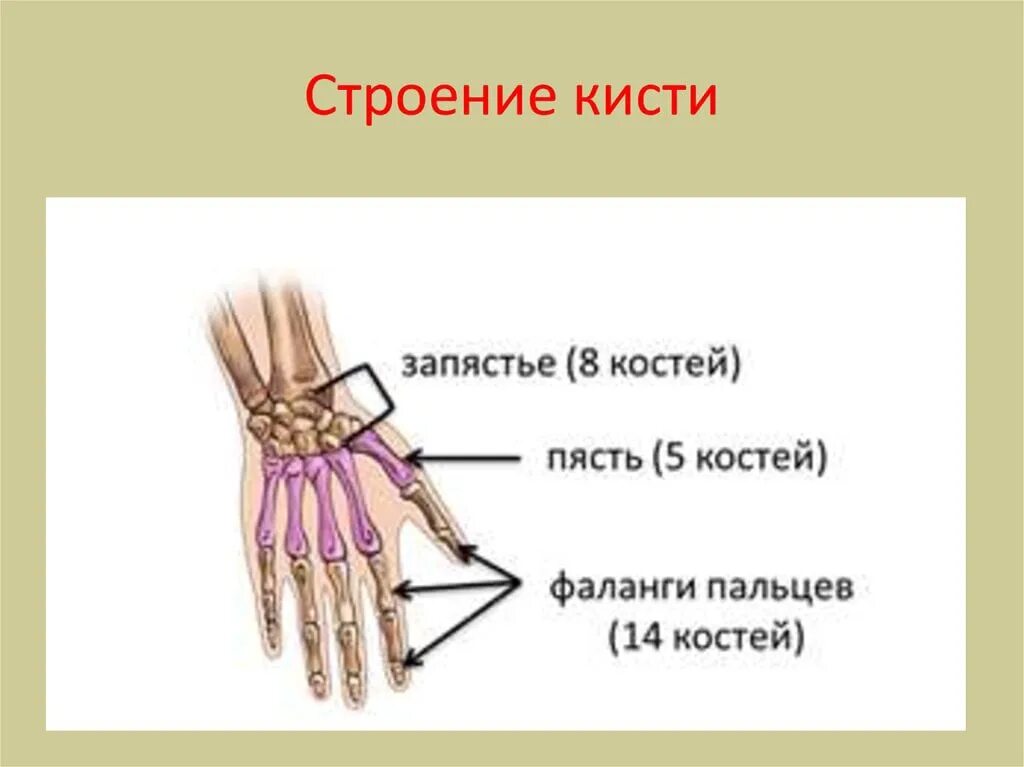 Пястная кость кисти где это фото Картинки ЗАПЯСТЬЕ СОСТОИТ