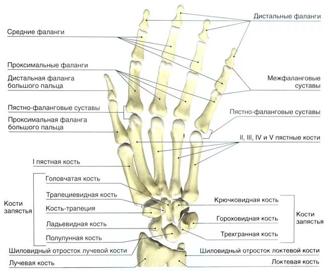 Пястная кость кисти где это находится фото МРТ суставов кистей рук в Тушино на Волоколамском шоссе 90с12