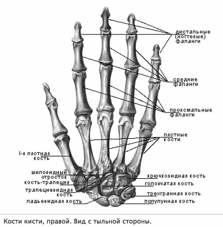 Пястная кость кисти где это находится фото Пин от пользователя Віктор Кравченко на доске Імпресія Анатомия, Уроки биологии,