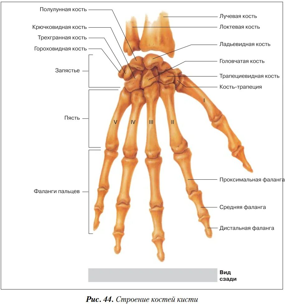 Пястная кость кисти где это находится фото Фаланги пальцев подвижные или неподвижные