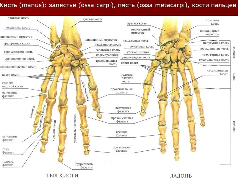 Ортез для рук при переломі п'ястної кості: як подобрати? медичні товари і медтех