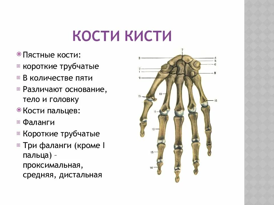 Пястная кость кисти где это находится фото 4 пястная кость кисти: найдено 88 картинок