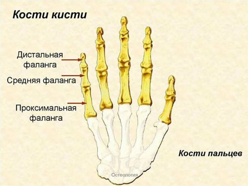 Пястная кость руки фото Какие фаланги пальцев кисти