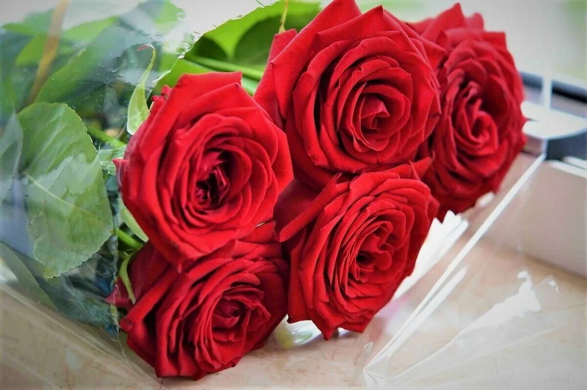 Пять роз букет фото In Old Oskol, police detained a 22-year-old boy who stole 5 red roses from a flo