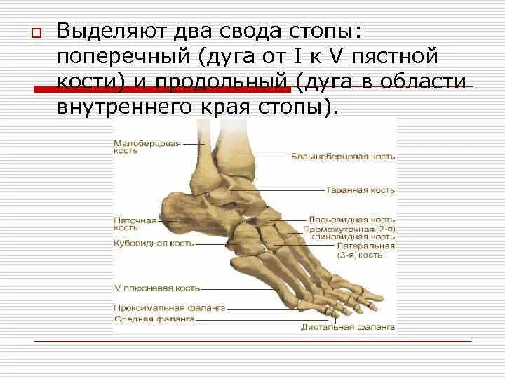 Пятая кость стопы фото Основание стоп