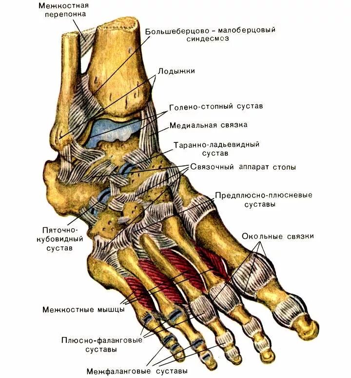 Пятая кость стопы фото Стопа человека, её строение и заболевания и точки +Схемы костей и мышц