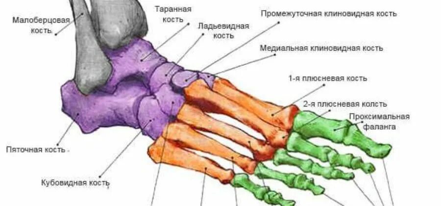 Пятая плюсневая кость где находится фото Картинки ДИСТАЛЬНЫЕ ФАЛАНГИ СТОПЫ