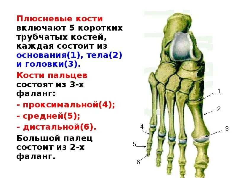 Пятая плюсневая кость стопы фото Плюсневые кости 1 2