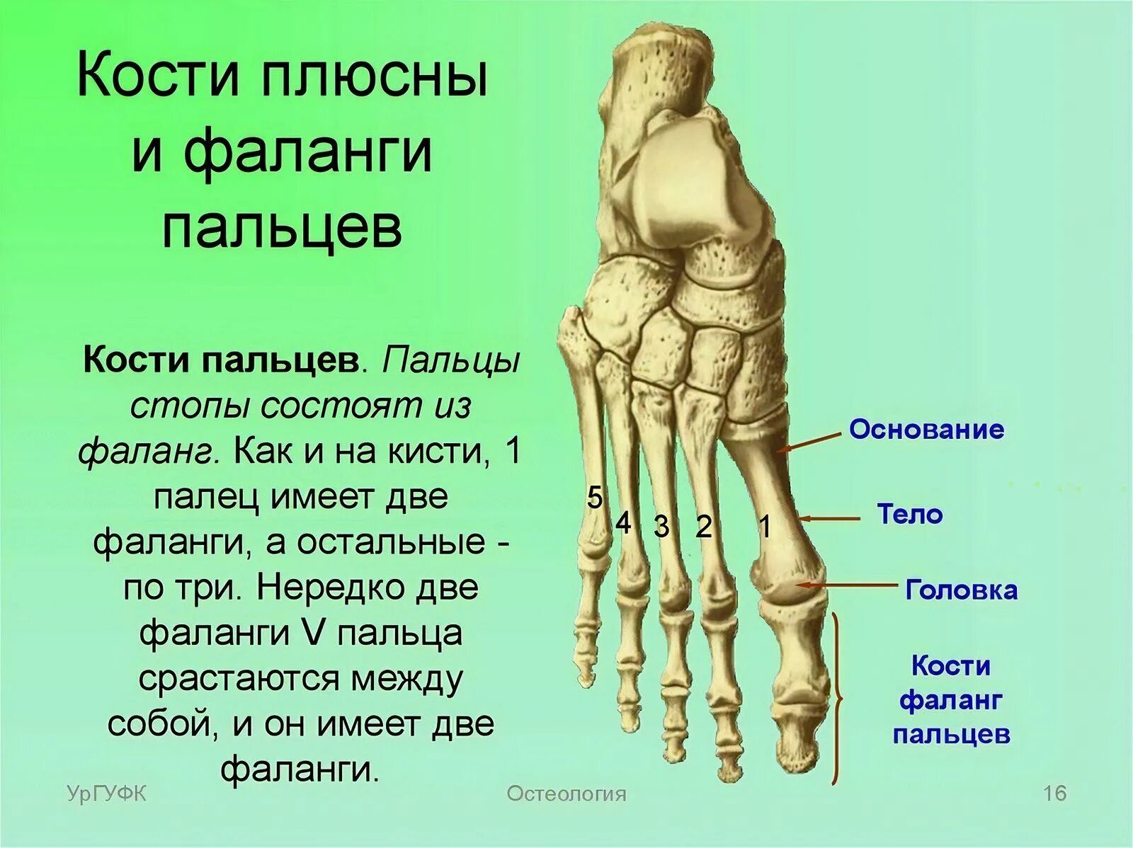 Пятая плюсневая кость стопы где находится фото Стопа состоит из из трех отделов: найдено 89 изображений