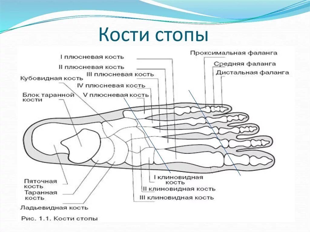 Пятая плюсневая кость стопы где находится фото Картинки ОПИСАНИЕ КОСТИ СТОПЫ