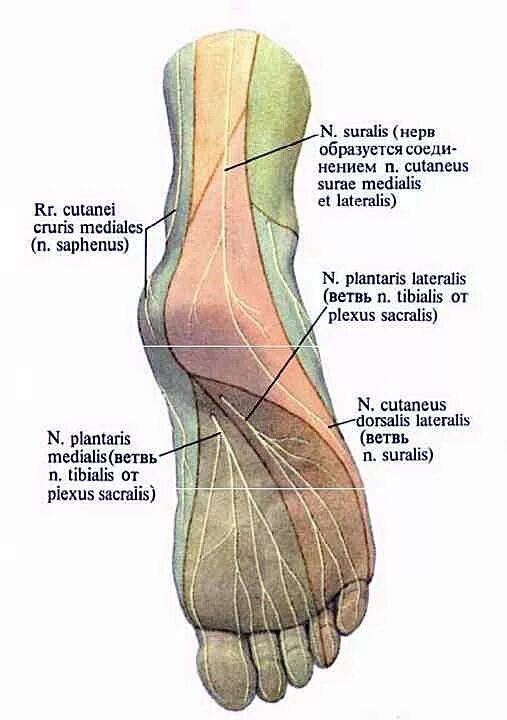 Пятка человека фото строение Medical school essentials, Human anatomy, Anatomy reference