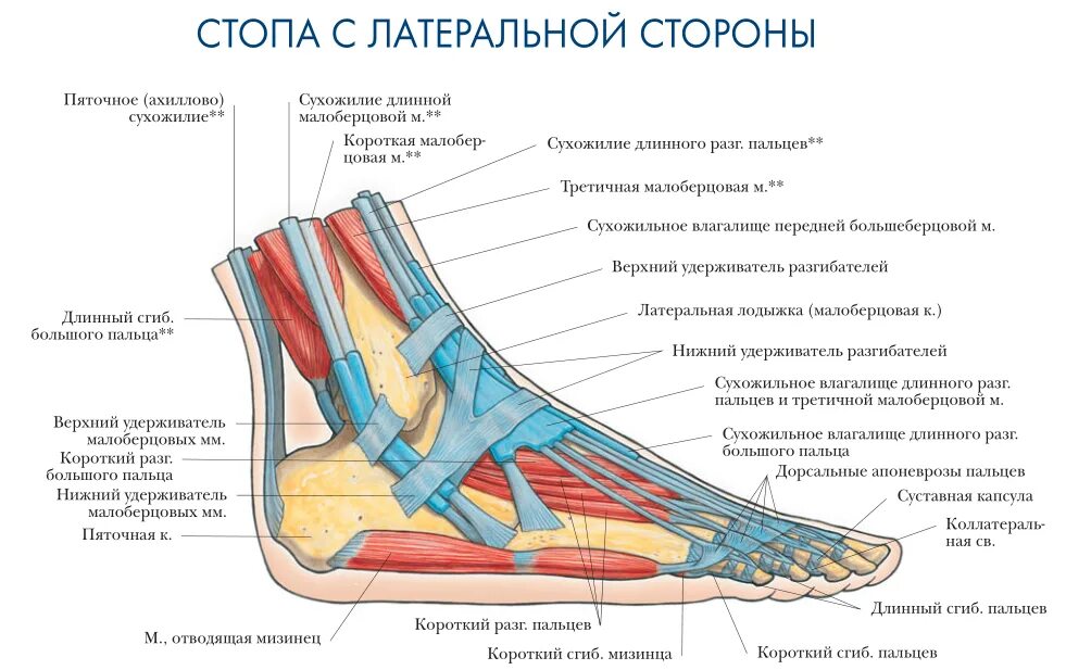 Пятка человека фото строение Стоит ли стоять на гвоздях и чем заменить эту практику? Анастасия Синицина Дзен