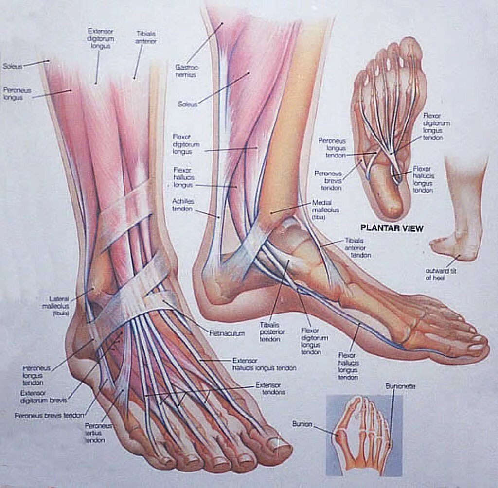 Пятка человека фото строение anatomy feet: 21 тыс изображений найдено в Яндекс.Картинках Foot anatomy, Muscle