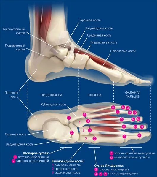 Состав ступни человека схема