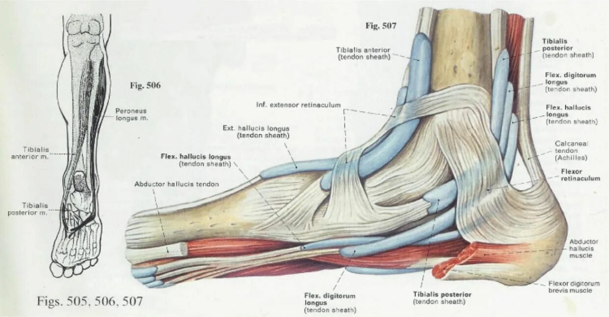 Пятка человека фото строение Anatomy & Physiology Illustration Ankle anatomy, Plantar fasciitis, Anatomy