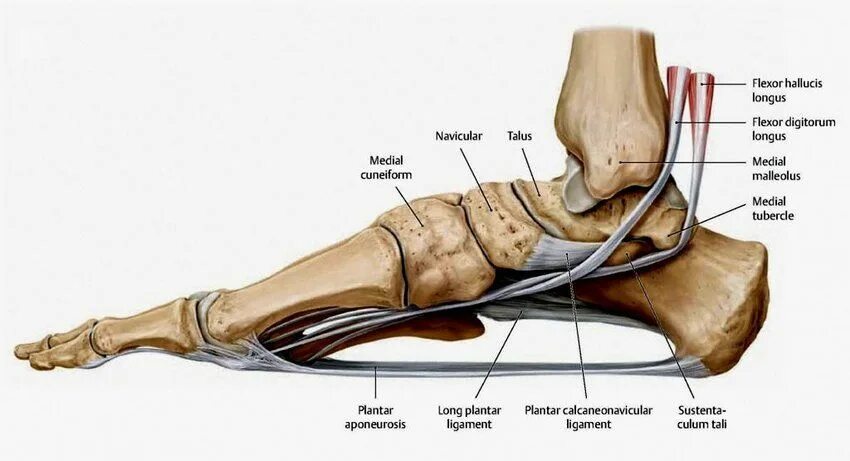 Пятка человека фото строение The active and passive stabilizers of the transverse (Up) and longitudinal arch 