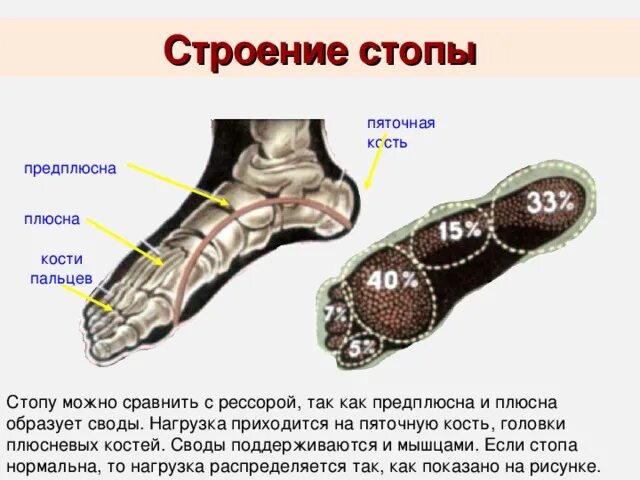 Пятка человека фото строение Анатомия и физиология человека