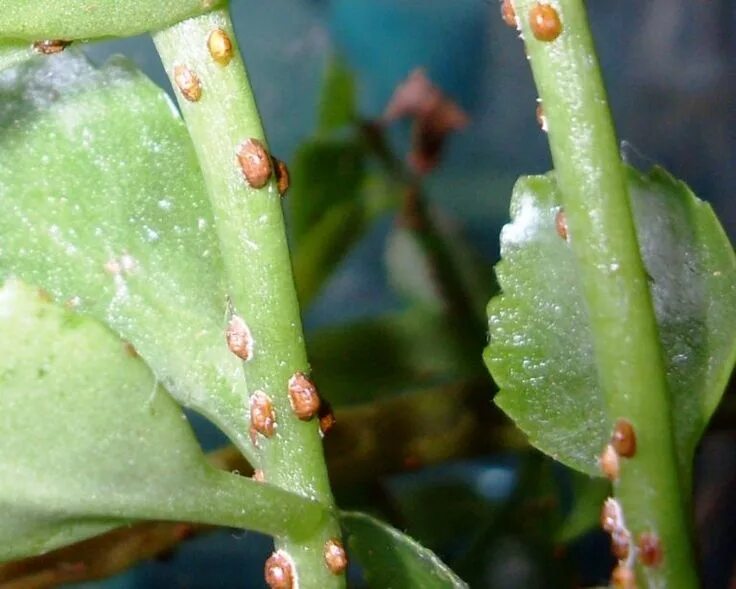 Пятна на комнатных растениях фото Щитовка на растении Plant leaves, Dracena, Flowers