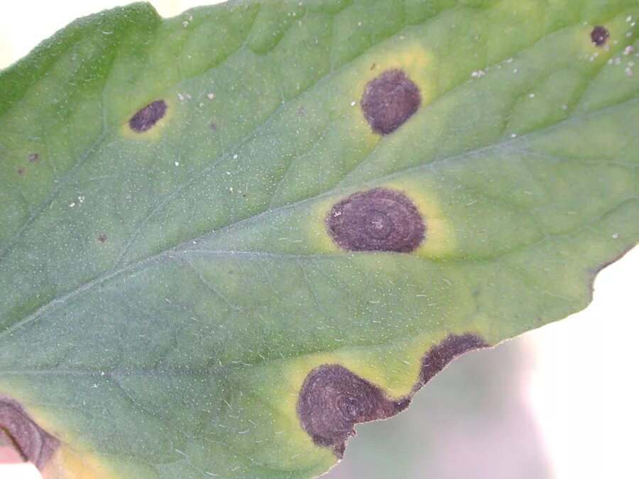 Пятна на комнатных растениях фото on my tomato plants Michigan Sportsman Forum