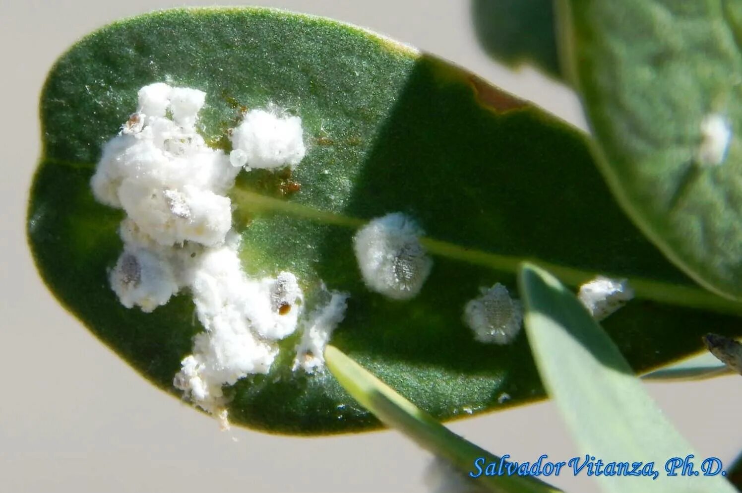 Пятна на комнатных растениях фото Hemiptera-Sternorrhyncha-Pseudococcidae-Mealybugs (B) - Urban Programs - El Paso