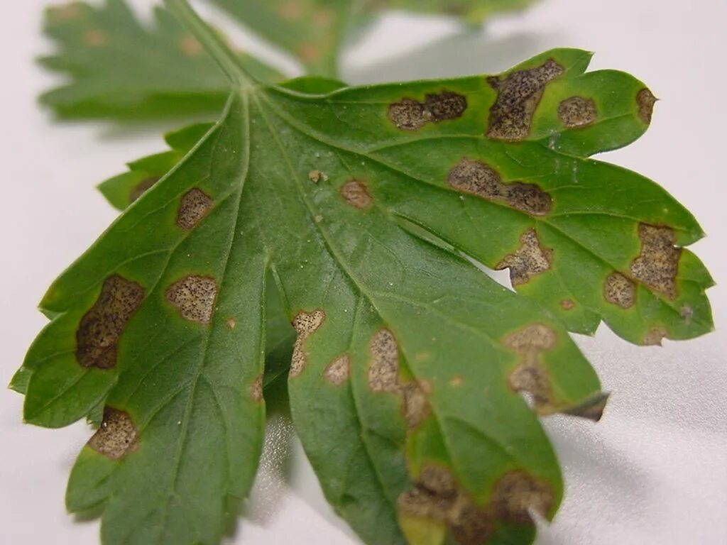 Пятна на листьях фото Controlling Septoria Leaf Spot and Bacterial Leaf Blight in Parsley - Plant & Pe