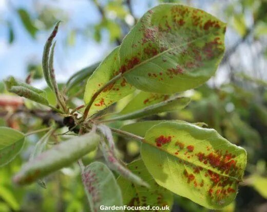 Пятна на листьях груши фото Pear Leaf Blister Mite in 2021 Tree leaves, Pear trees, Fruit trees