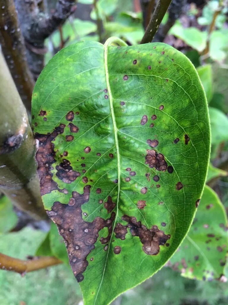 Пятна на листьях груши фото описание Leaf spot and blight of Asian pear Pathogen: Undetermined Flickr