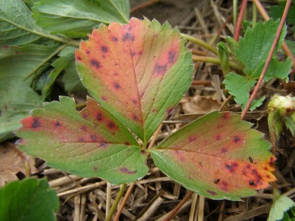 Пятна на листьях клубники фото What's wrong with my plant? : Garden : University of Minnesota Extension