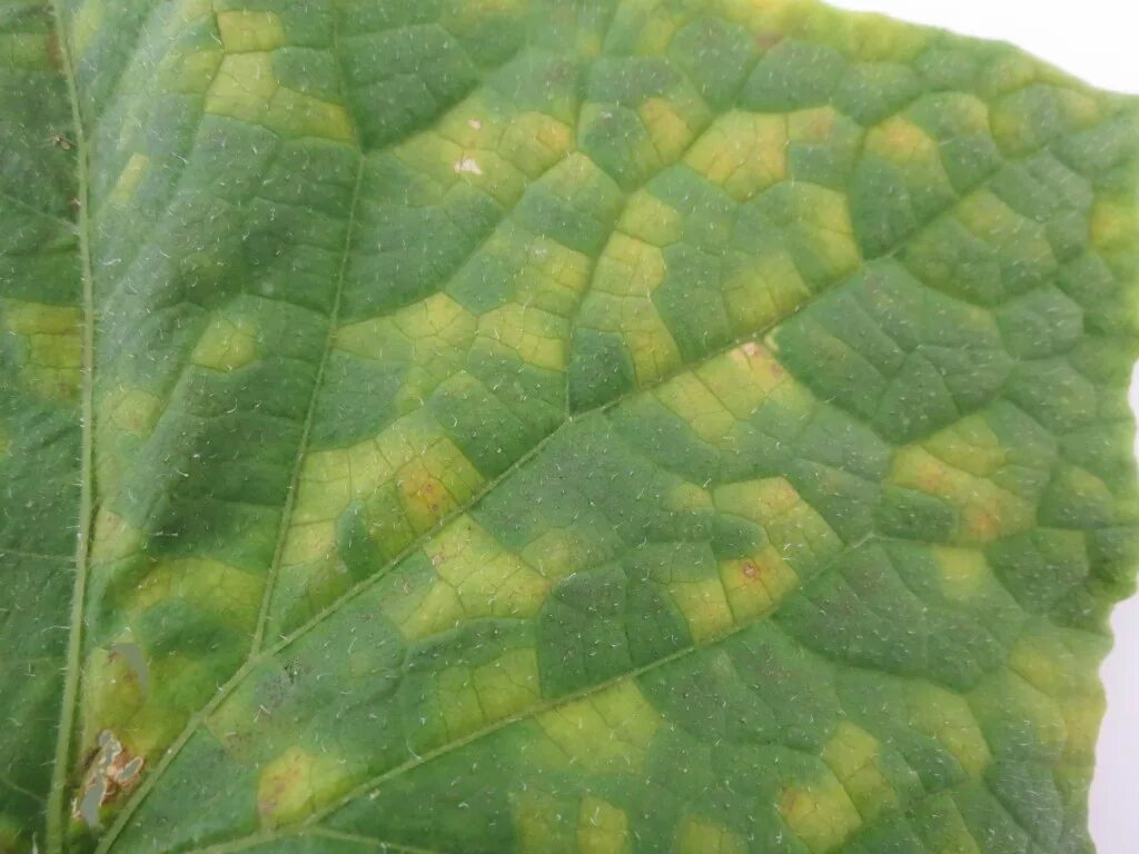 Пятна на листьях огурца фото Cucurbit Downy Mildew in FL, GA, and SC NC State Extension