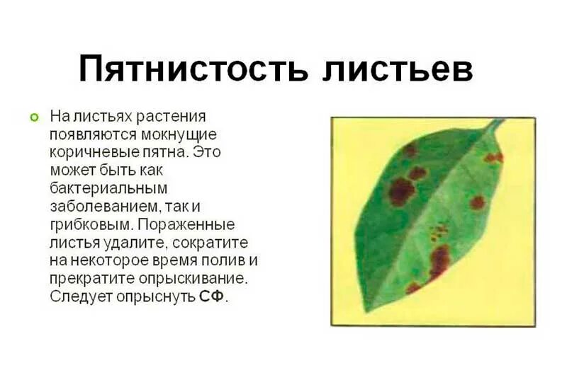 Пятна на листьях растений фото Коричневые пятна на листьях комнатных растений HeatProf.ru