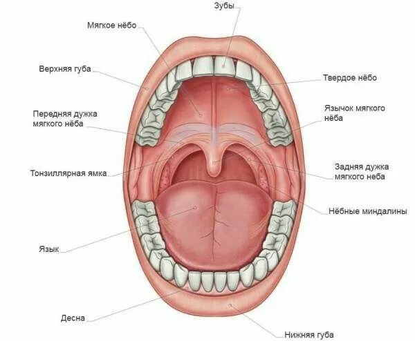 Пятна на небе во рту фото Ротовая полость nel 2024 Vocabolario