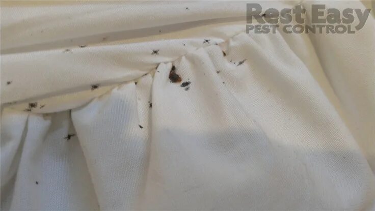 Пятна на постели от клопов фото Bed Bug fecal stains on bed skirt Bed bugs, Leather bedroom set, Antique bedroom