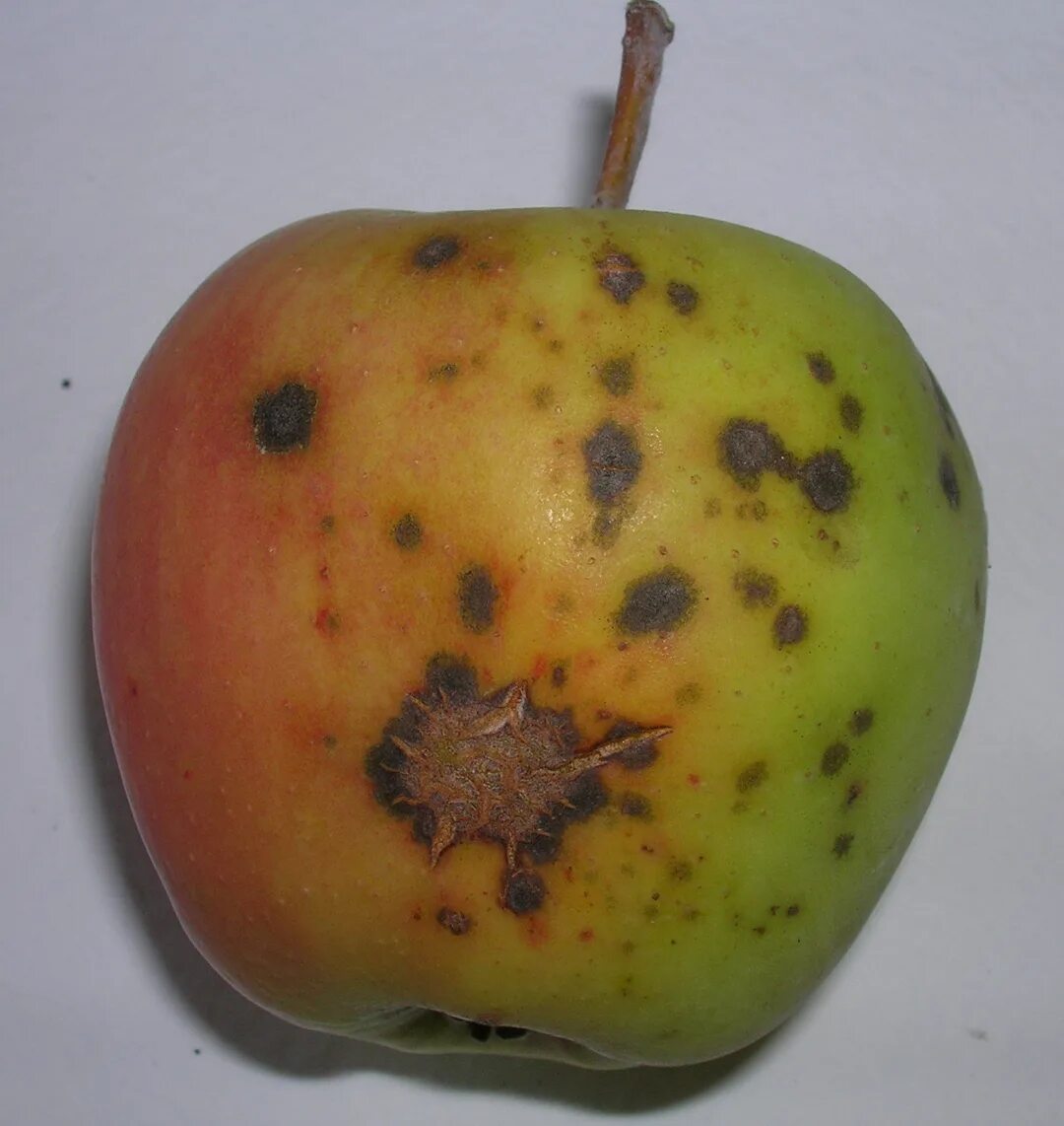 Пятна на яблоках фото Diseases - Cooperative Extension: Tree Fruits - University of Maine Cooperative 