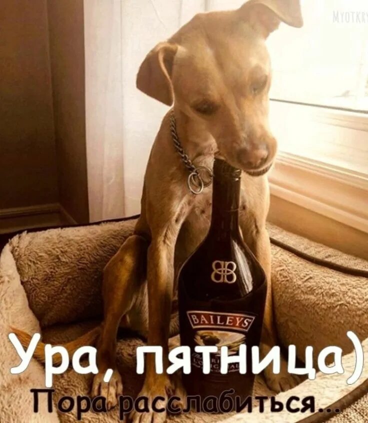 Пятничное утро картинки прикольные смешные Pin on мысли Whiskey bottle, Jack daniels whiskey bottle, Baileys