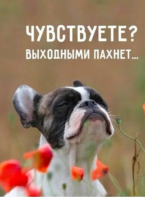 Пятничное утро картинки прикольные смешные Pin by Людмила on Дни недели Pet quotes dog, Animal quotes, Dog quotes