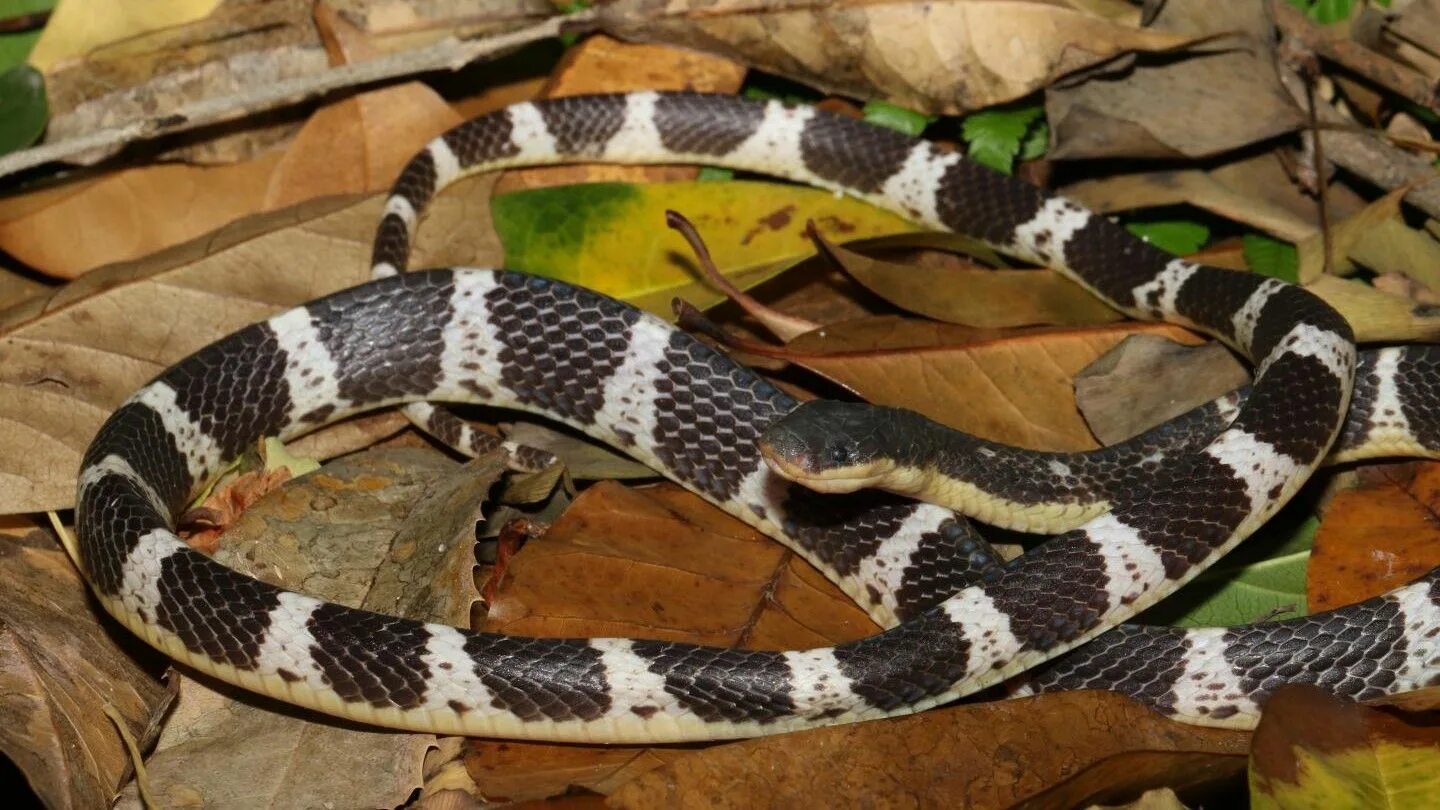 Пятнистая змея фото Masquerading, deadly snake discovered and named after shape-shifting Chinese god