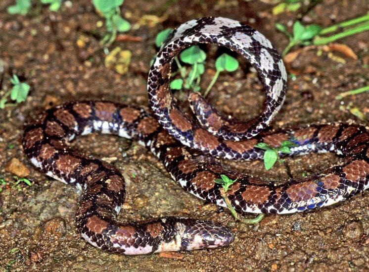 Пятнистая змея фото Ceylonese Cylinder Snake from Gampola, Sri Lanka on March 2, 2007 by Paul Freed.