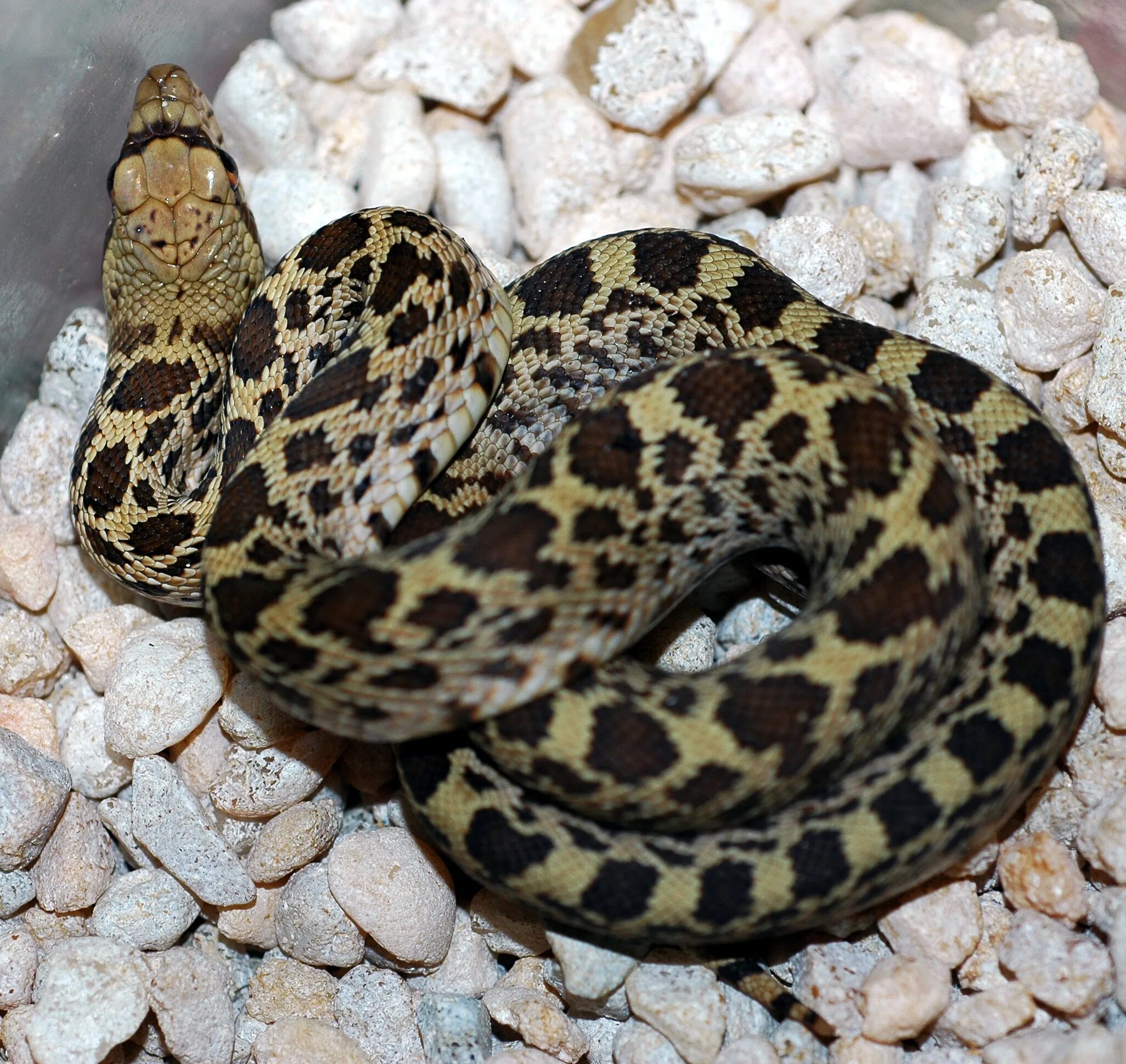 Пятнистая змея фото File:Pituophis catenifer sayi - juvenile.jpg - Wikipedia