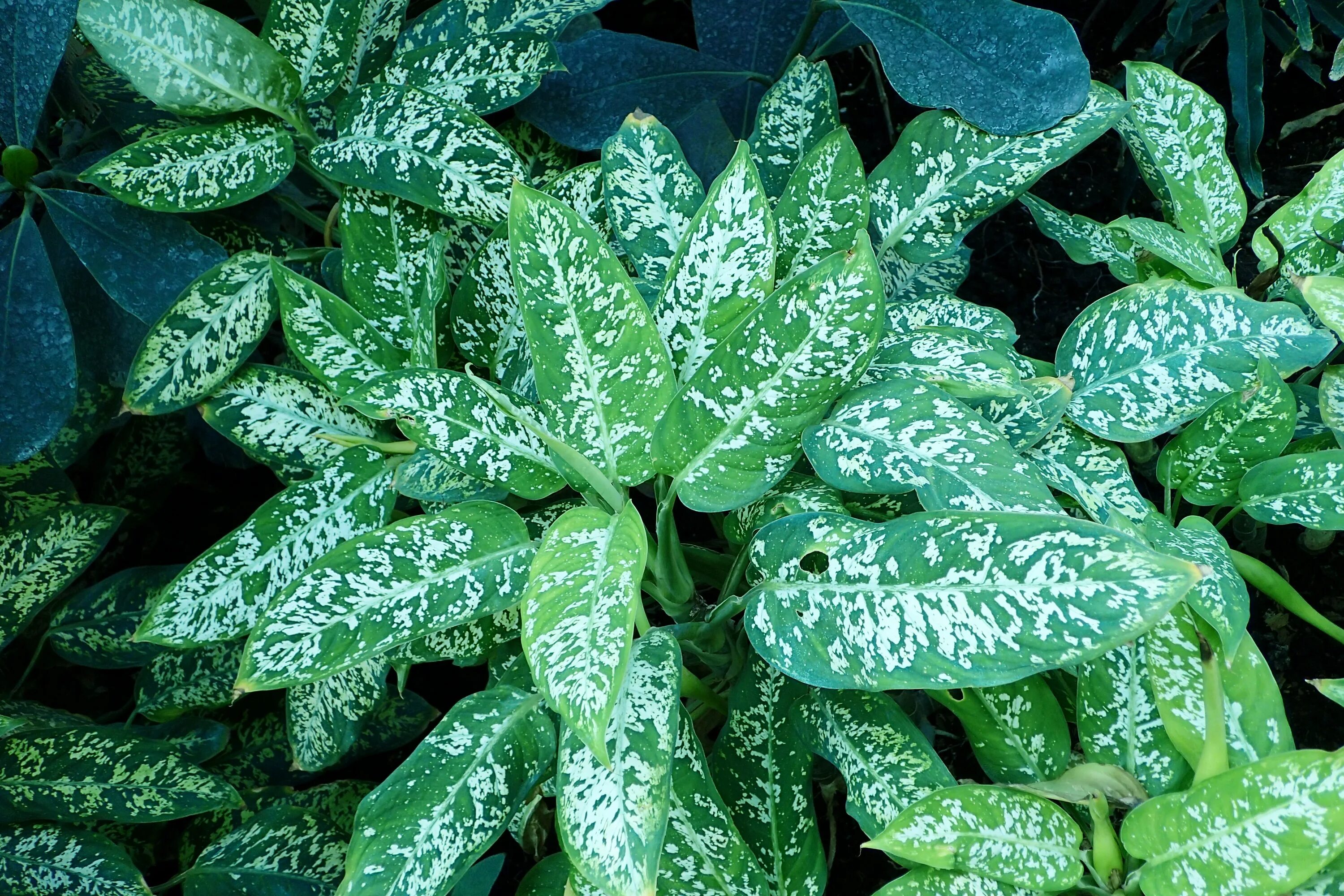 Пятнистое комнатное растение фото File:Dieffenbachia seguine kz02.jpg - Wikimedia Commons