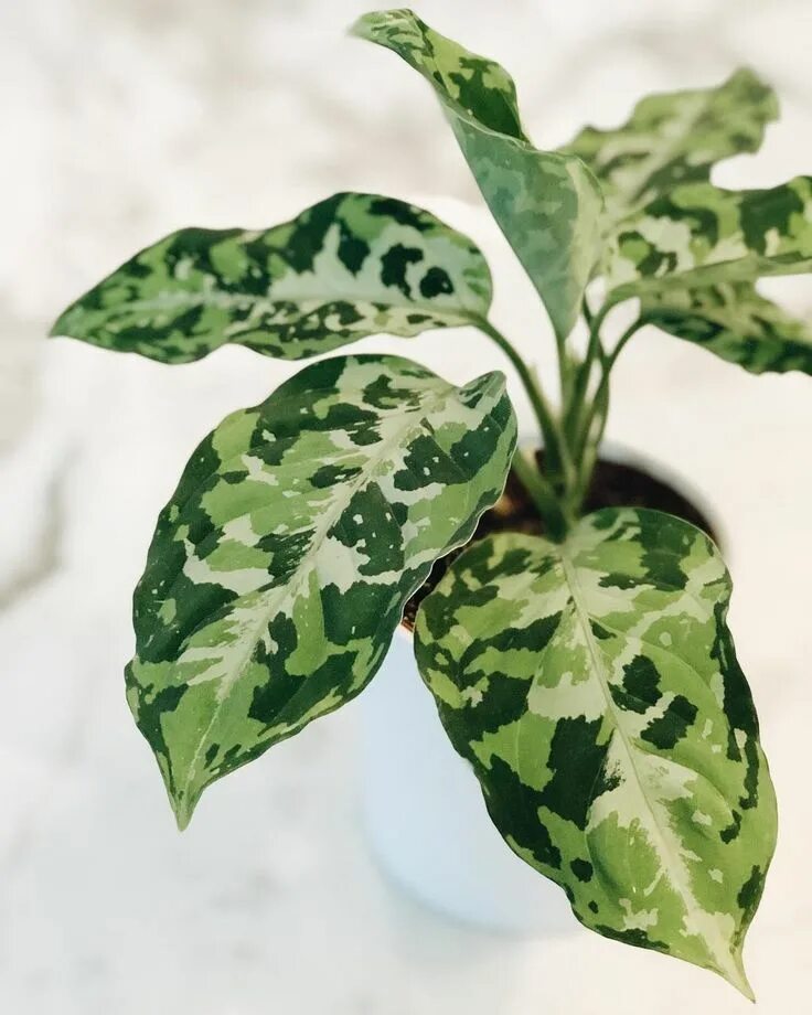 Пятнистое комнатное растение фото aglaonema pictum tricolor Variegated plants, Plant leaves, Foliage plants