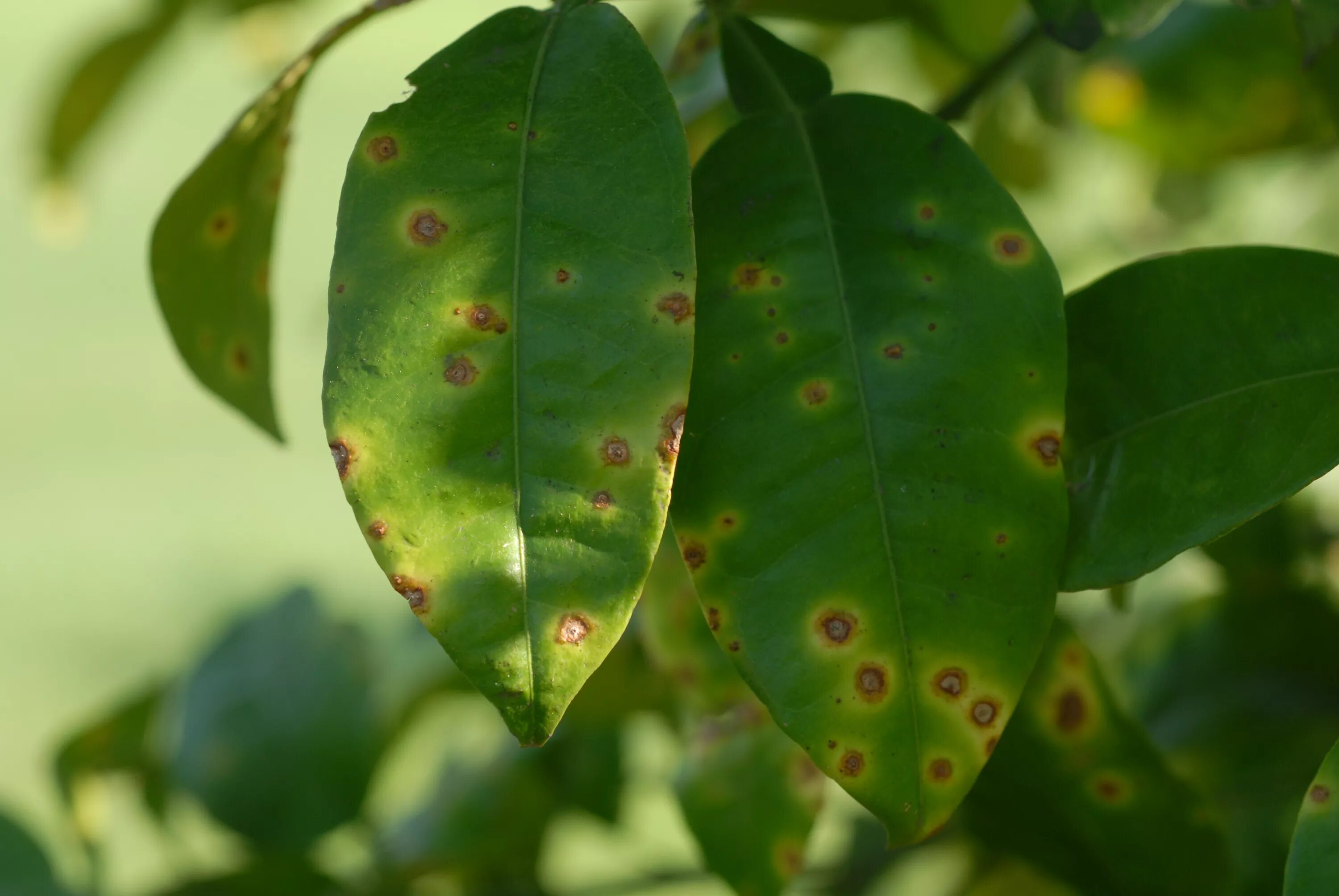 Пятнистость листьев фото Canker disease threatens Louisiana’s citrus industry