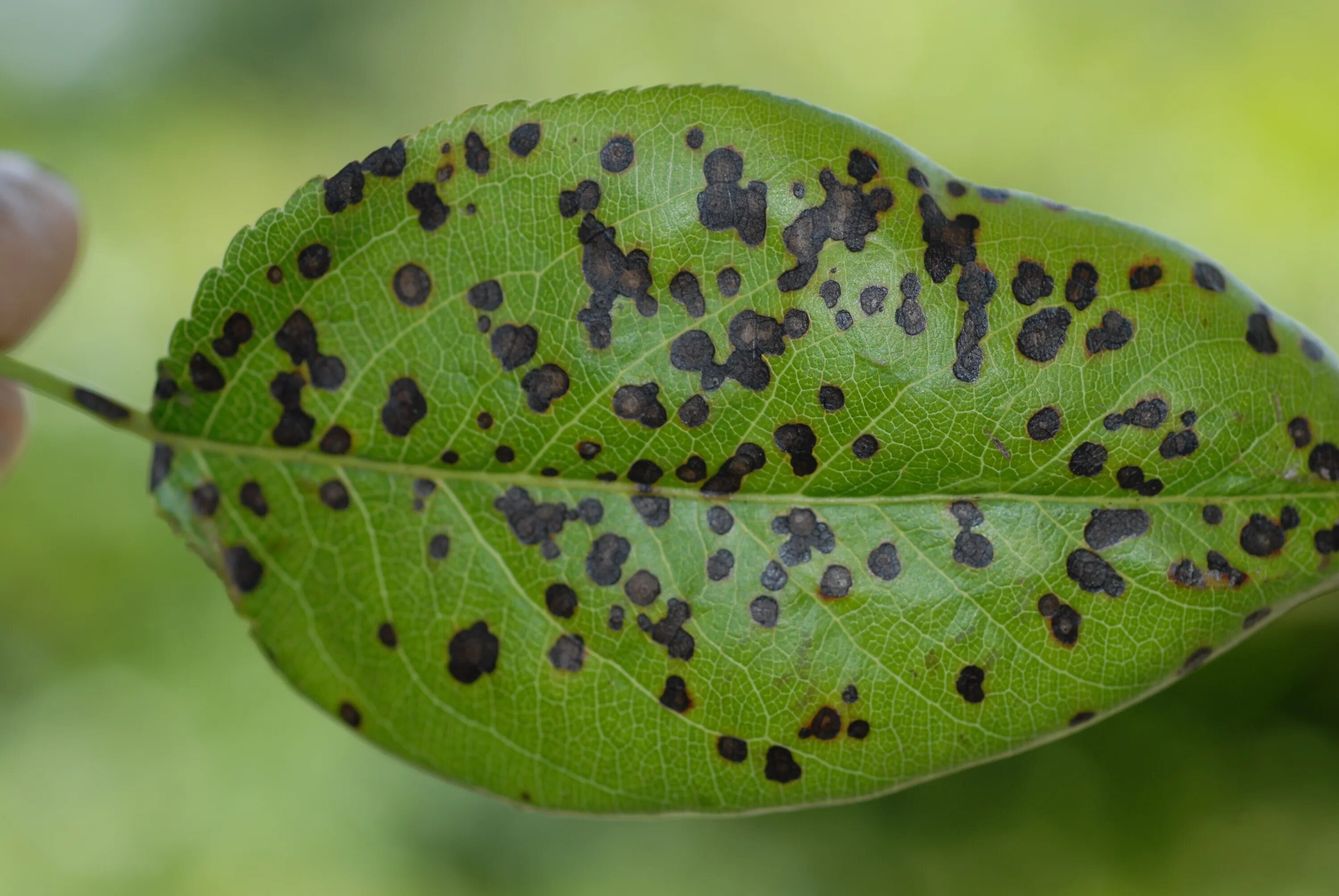 Пятнистость листьев фото Leaf spot disease appearing on Indian hawthorn